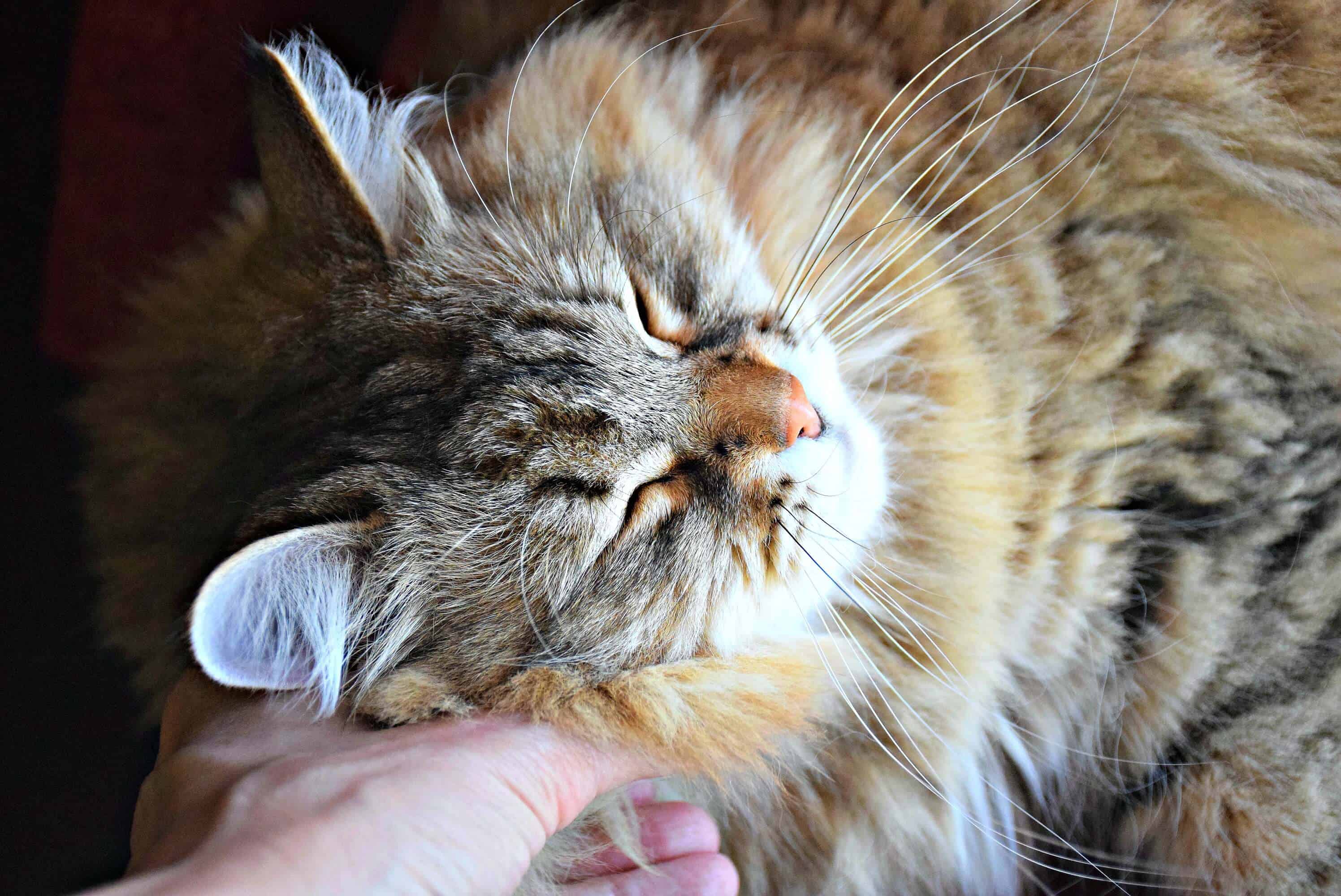 Siberian Cat Cafe, Canada