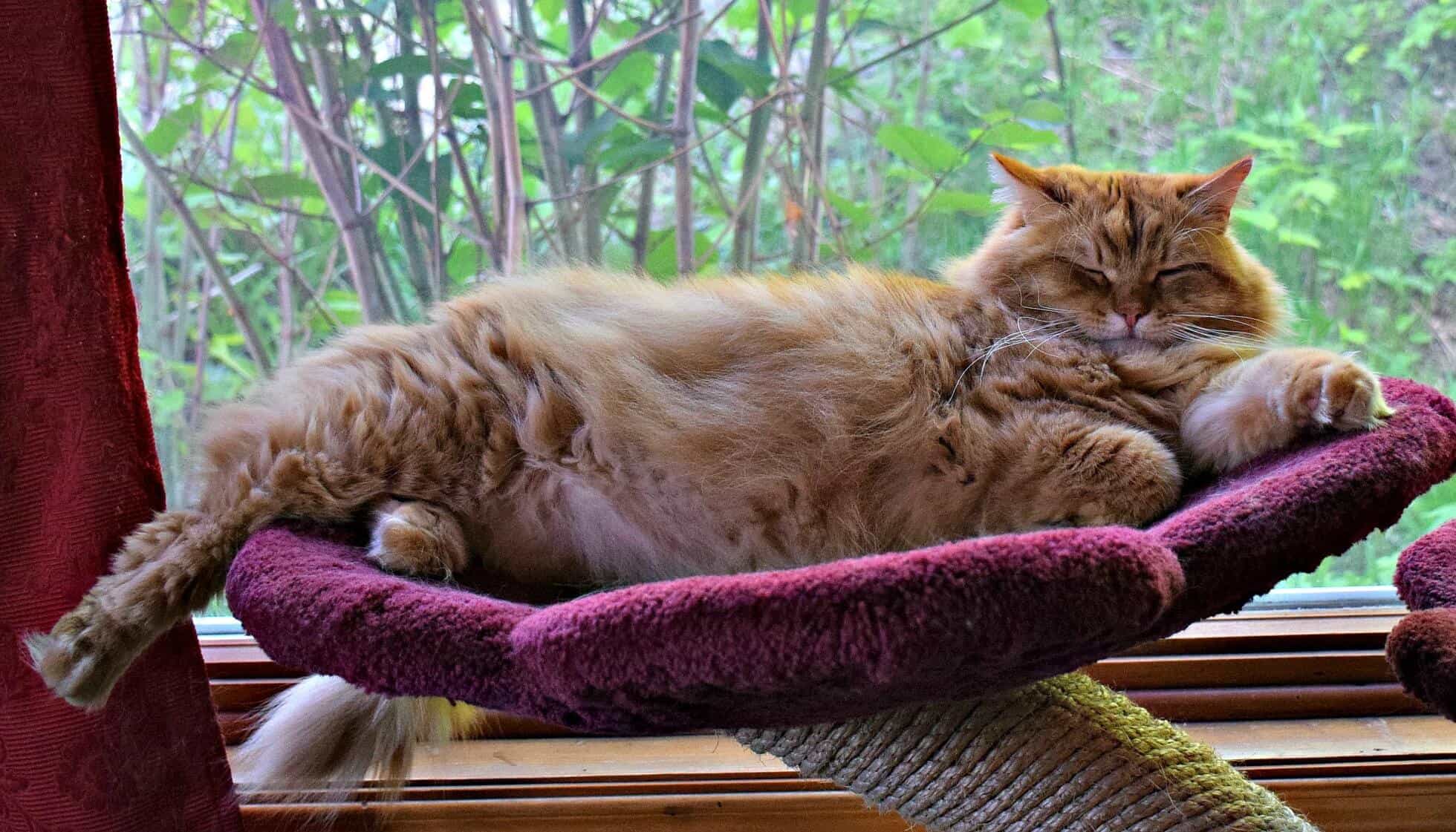 Siberian Cat Cafe, Canada