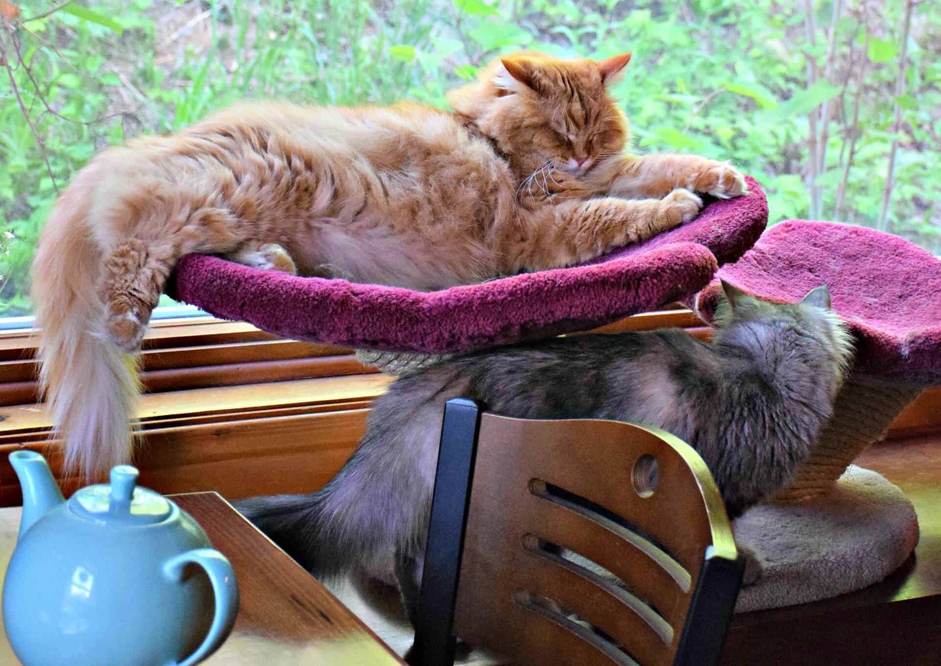 Siberian Cat Cafe, Canada