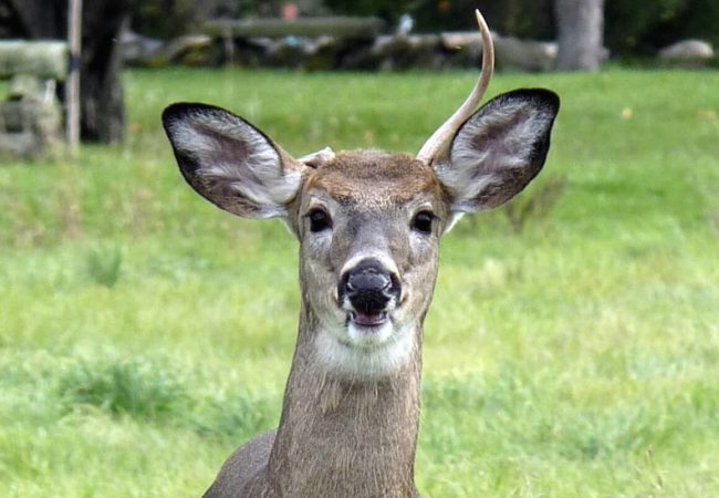 Photos:  Where the Deer and the Antelope Play