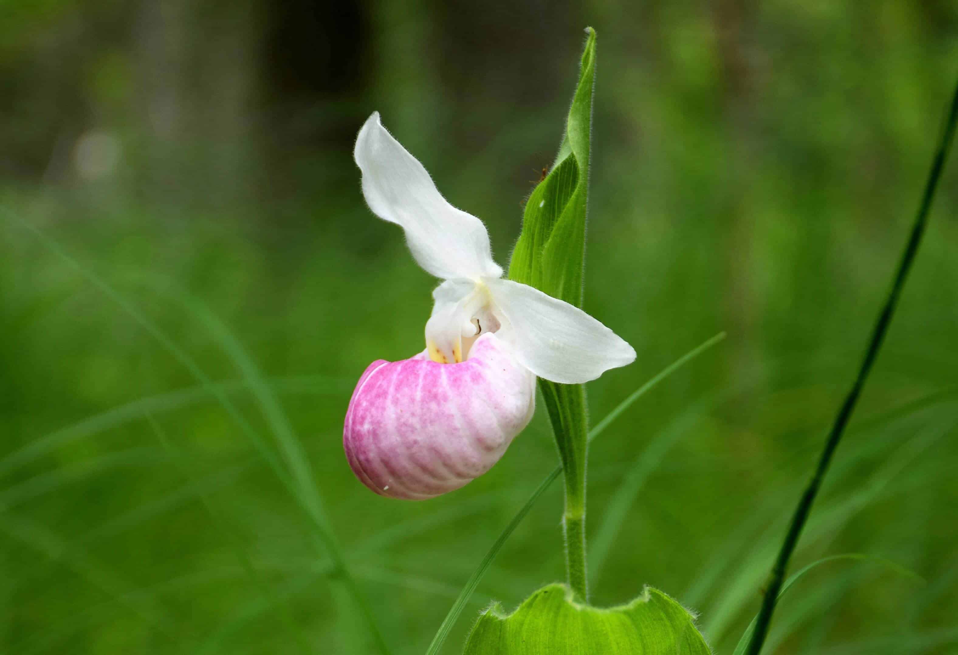 orchid forest in Ontario