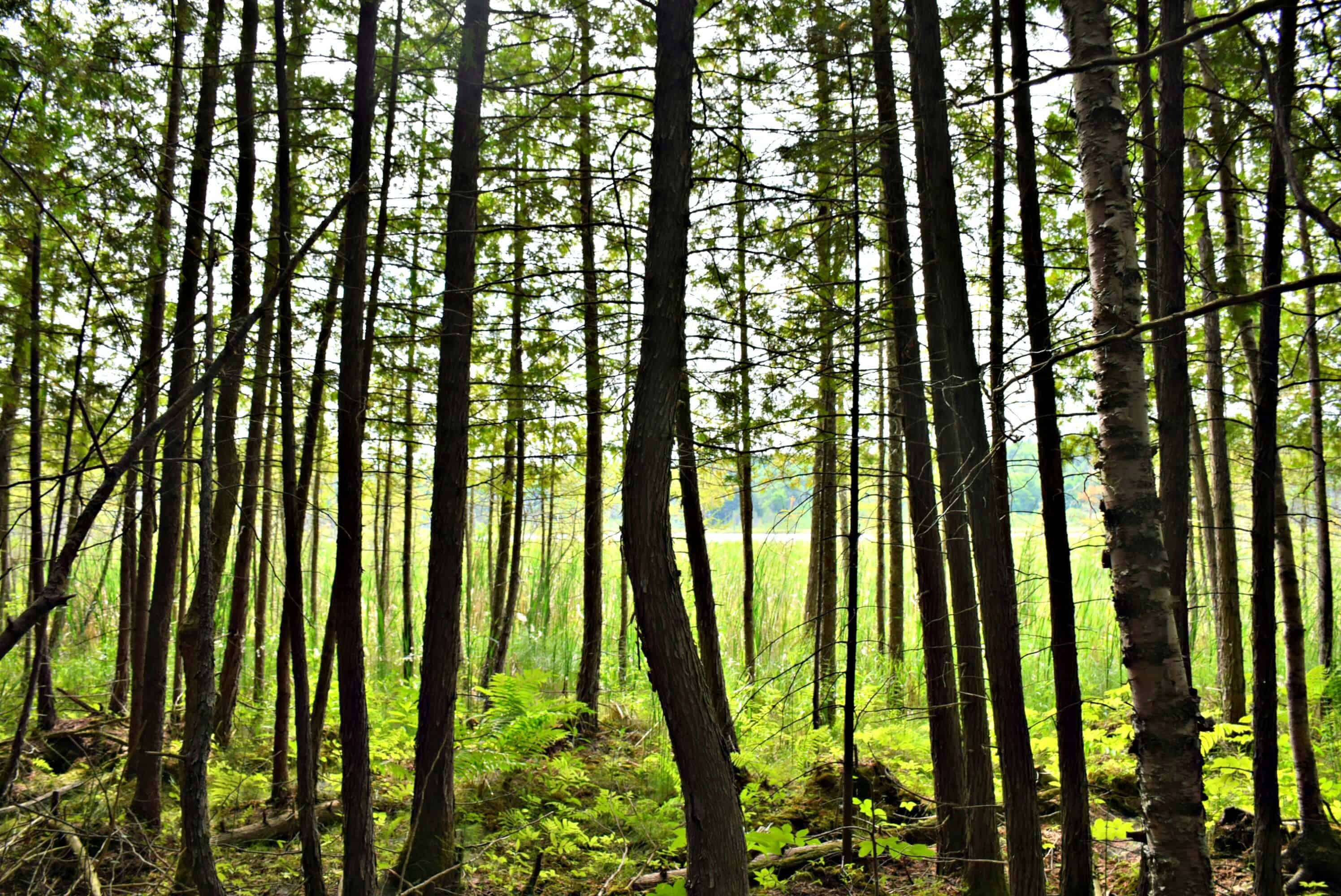 orchid forest in Ontario