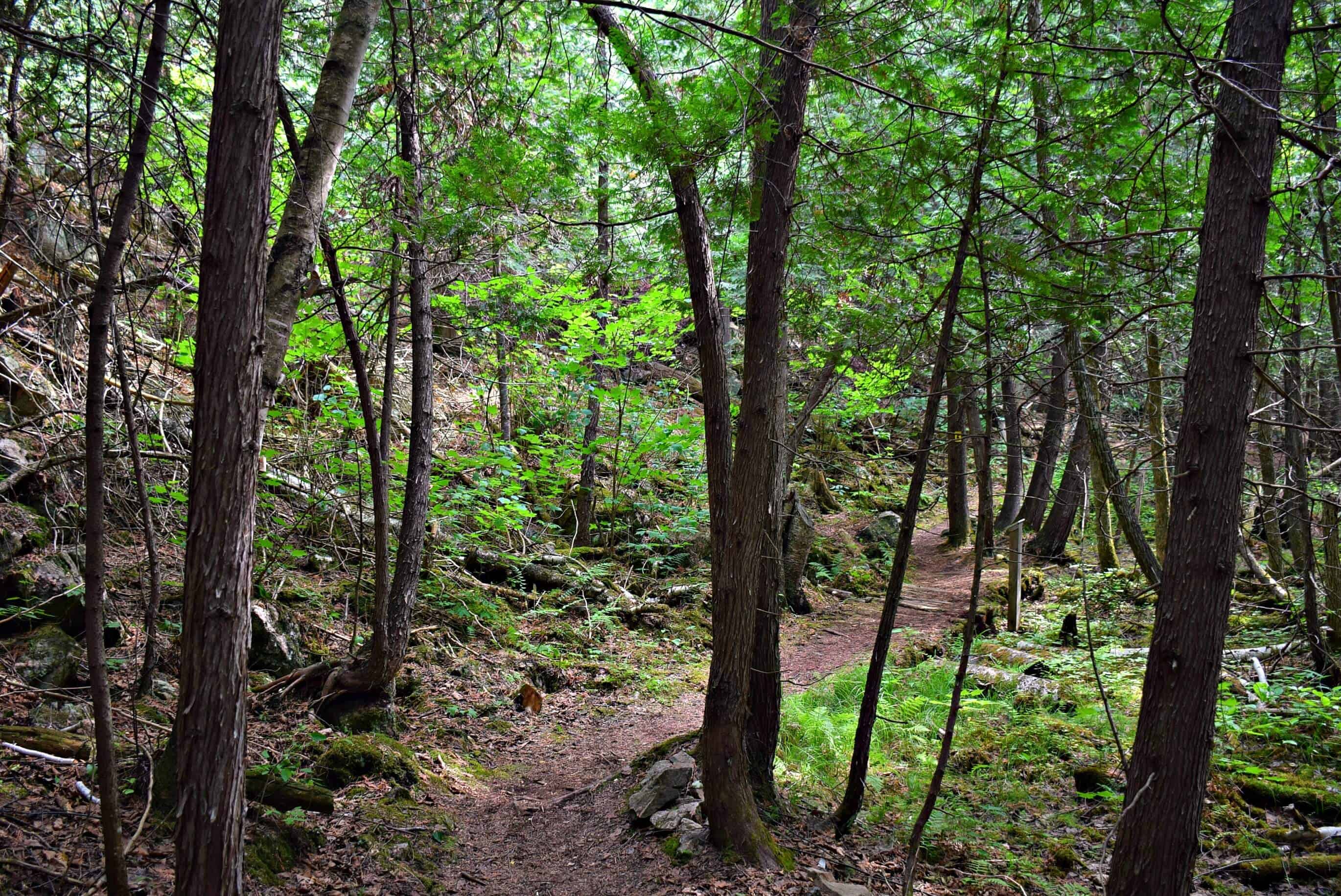 orchid forest in Ontario