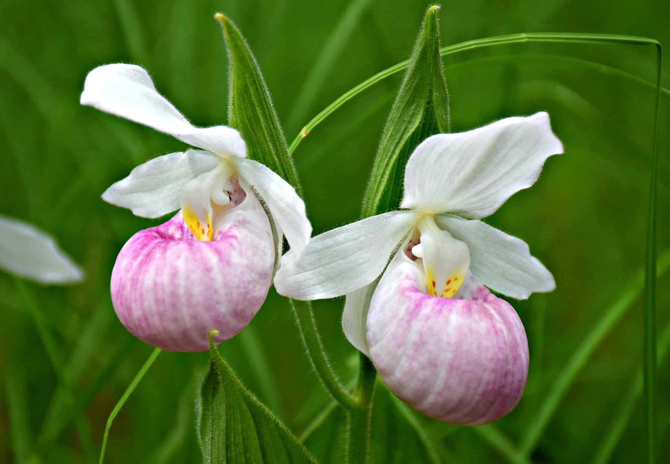 orchid forest in Ontario