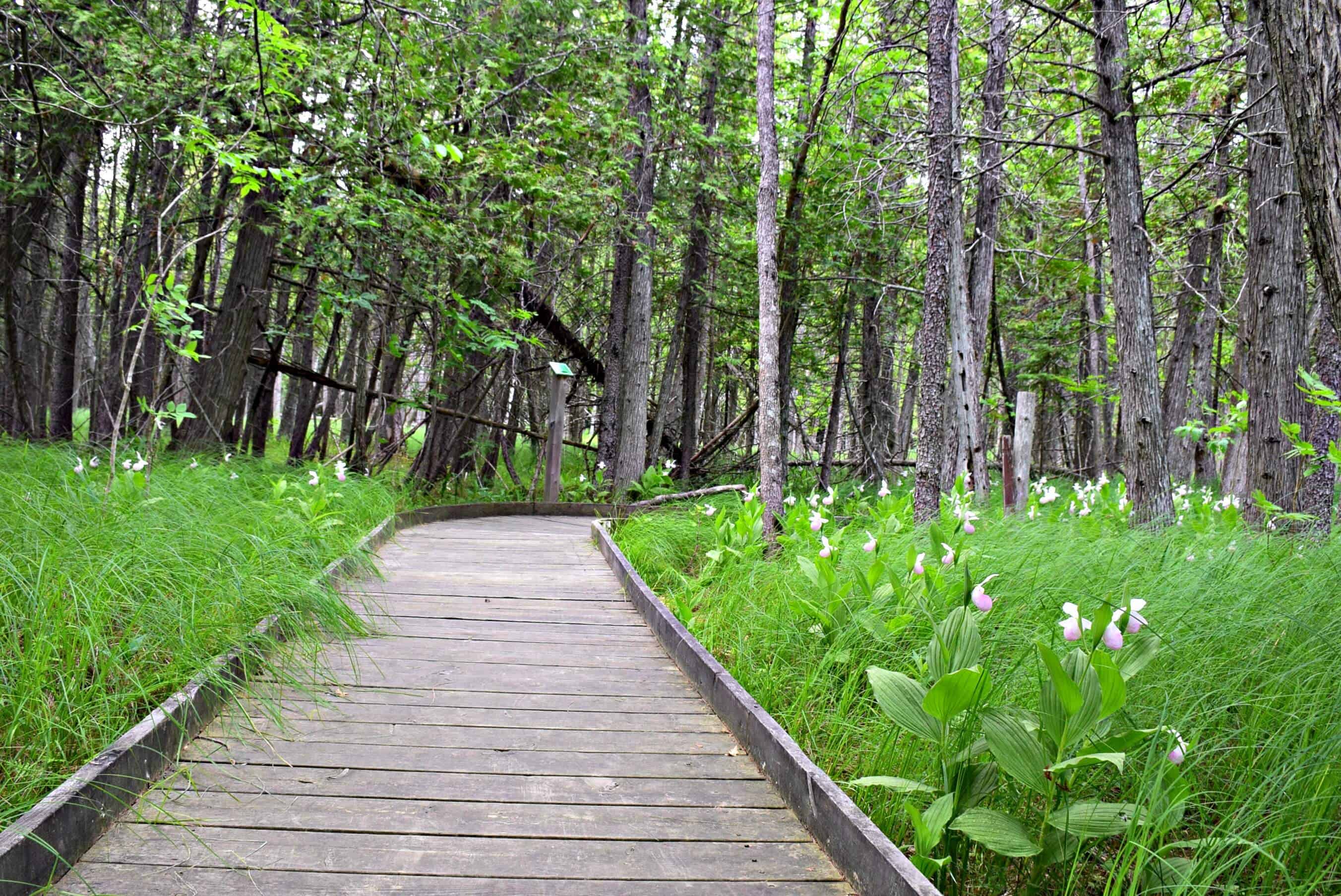 orchid forest in Ontario