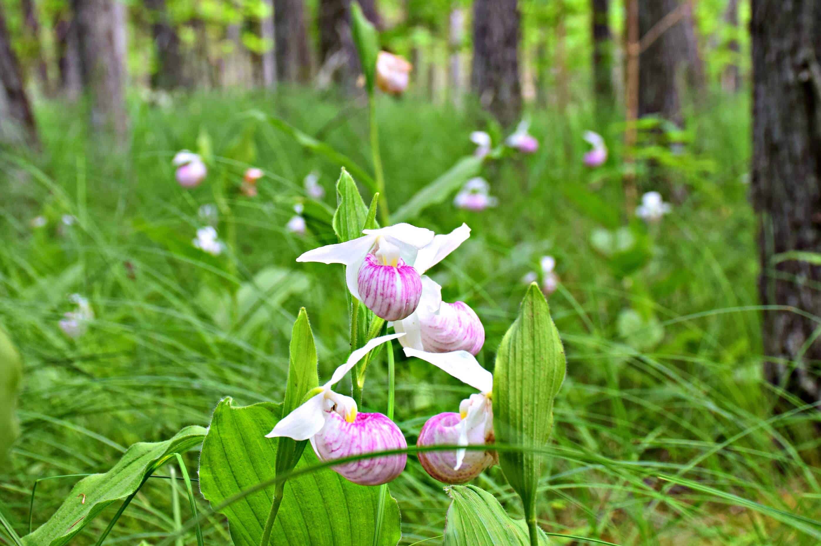 orchid forest in Ontario