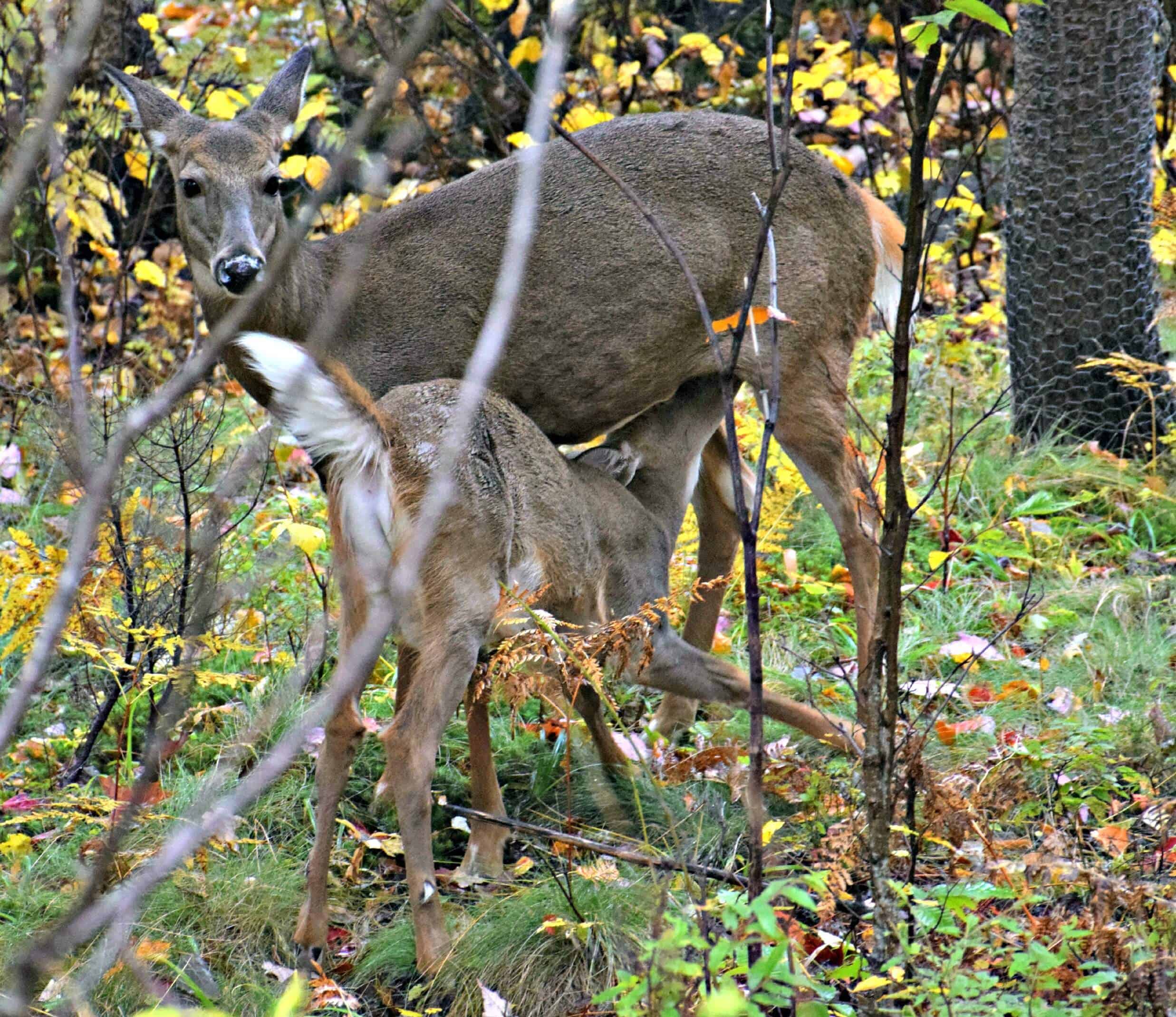 where the deer and antelope play book where the deer and antelope play book