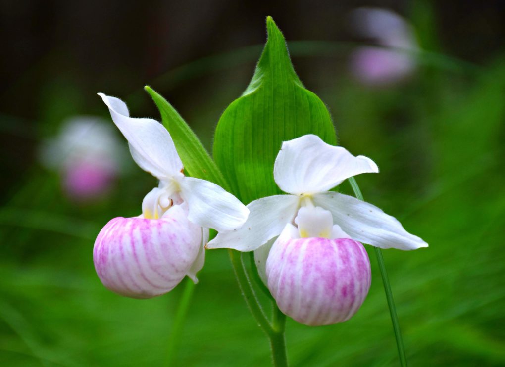 Discover an Enchanted Orchid Forest in Ontario