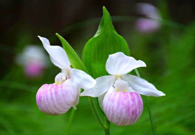 Discover an Enchanted Orchid Forest in Ontario