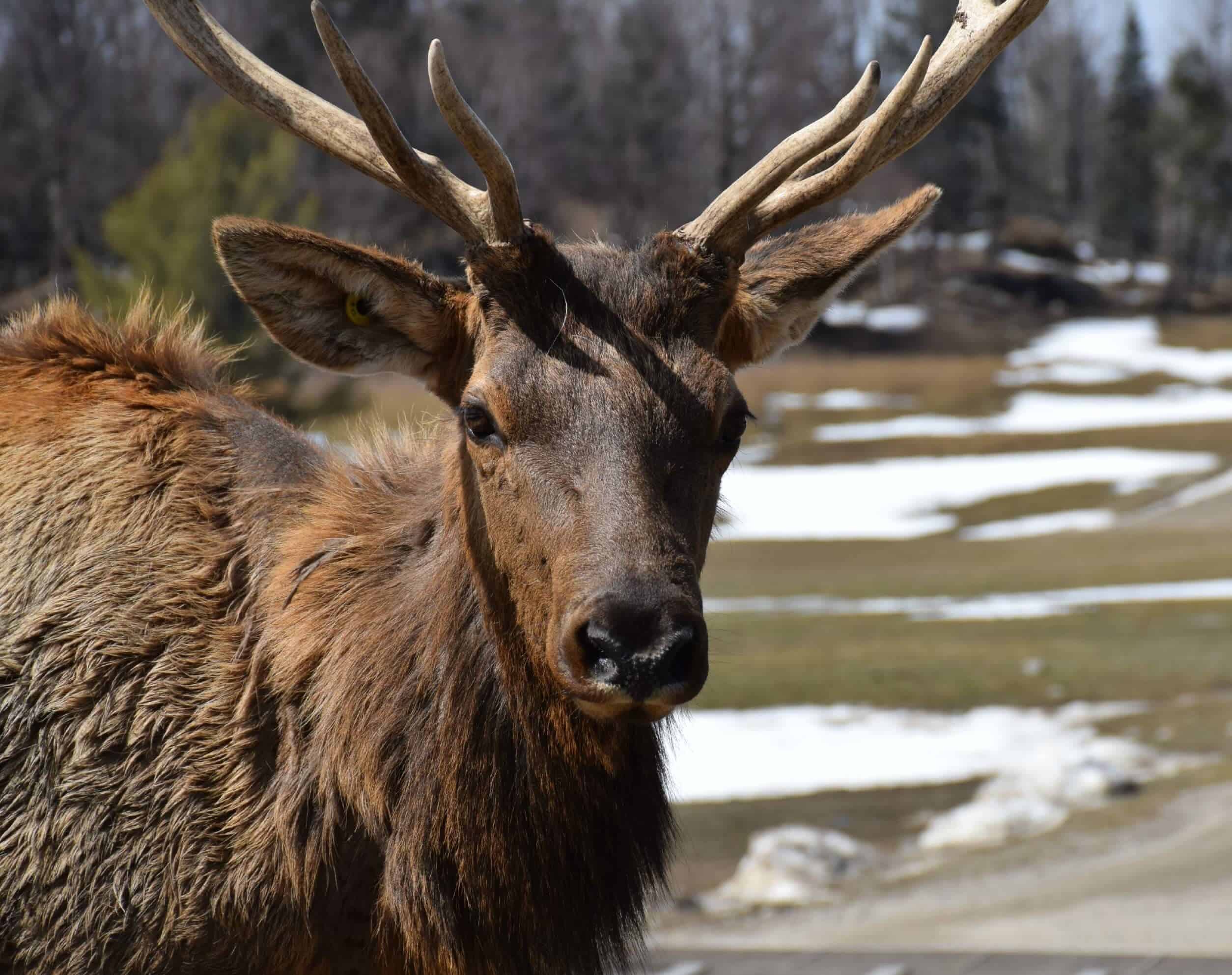 Elk, Omega Park, Quebec