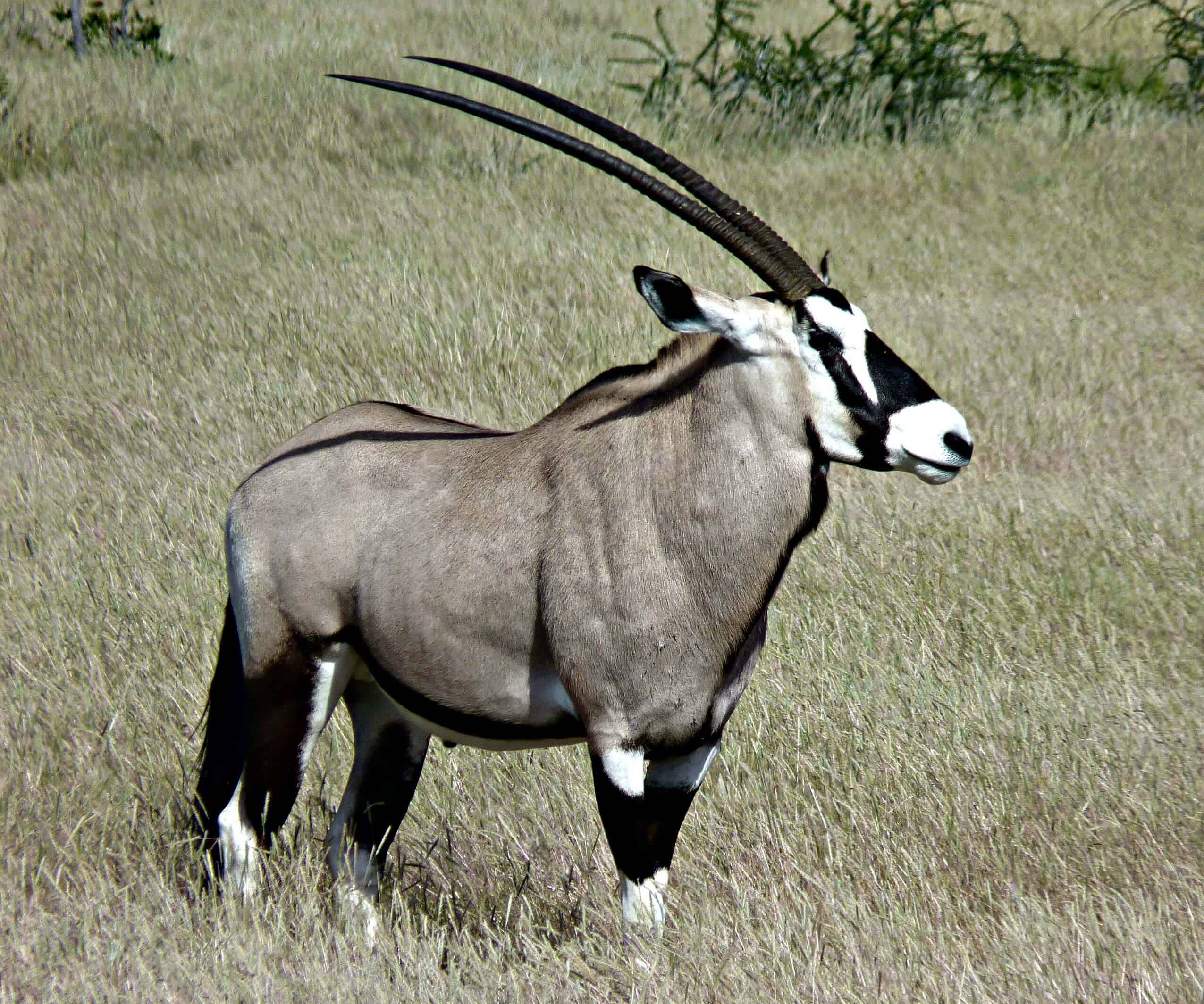 where the deer and the antelope play book where the deer and the antelope play book