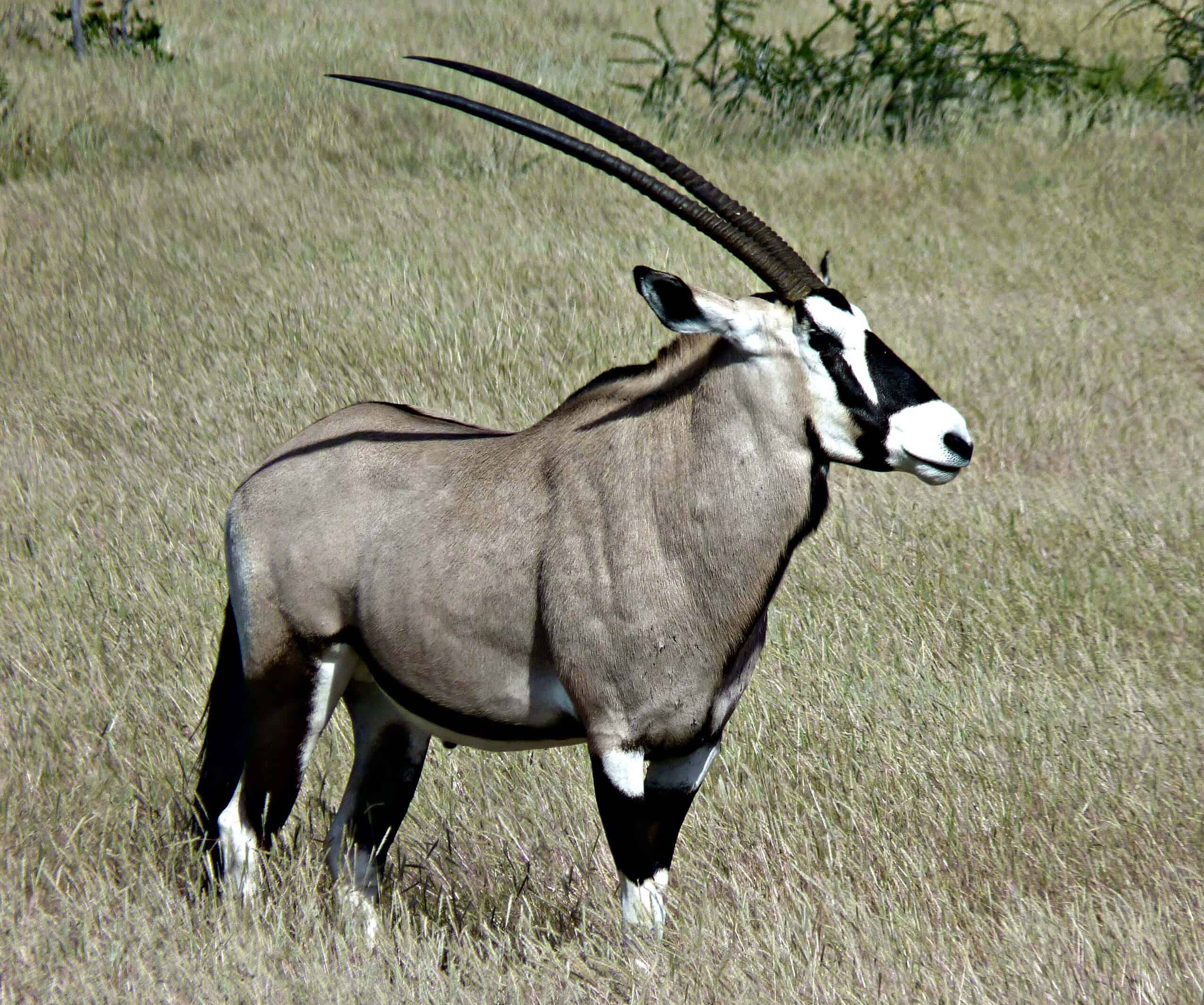 Oryx, Etosha National Park