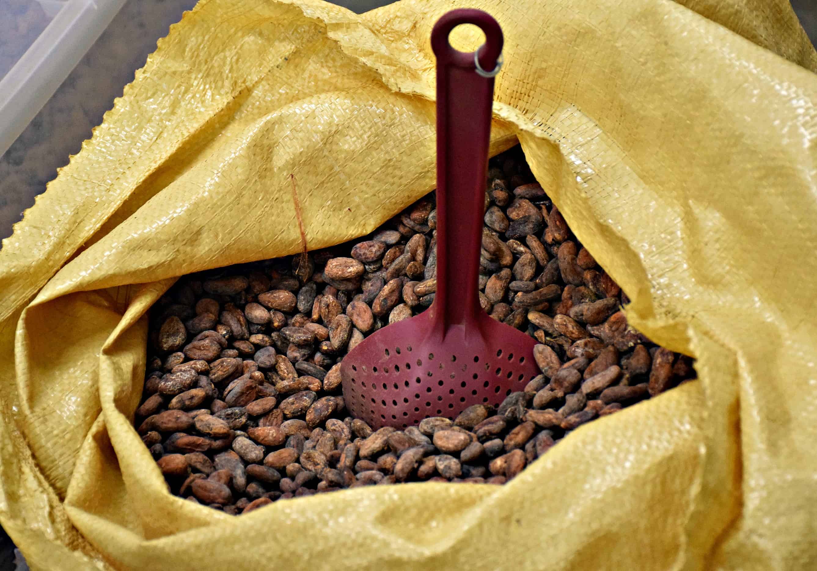 Cocoa Beans
