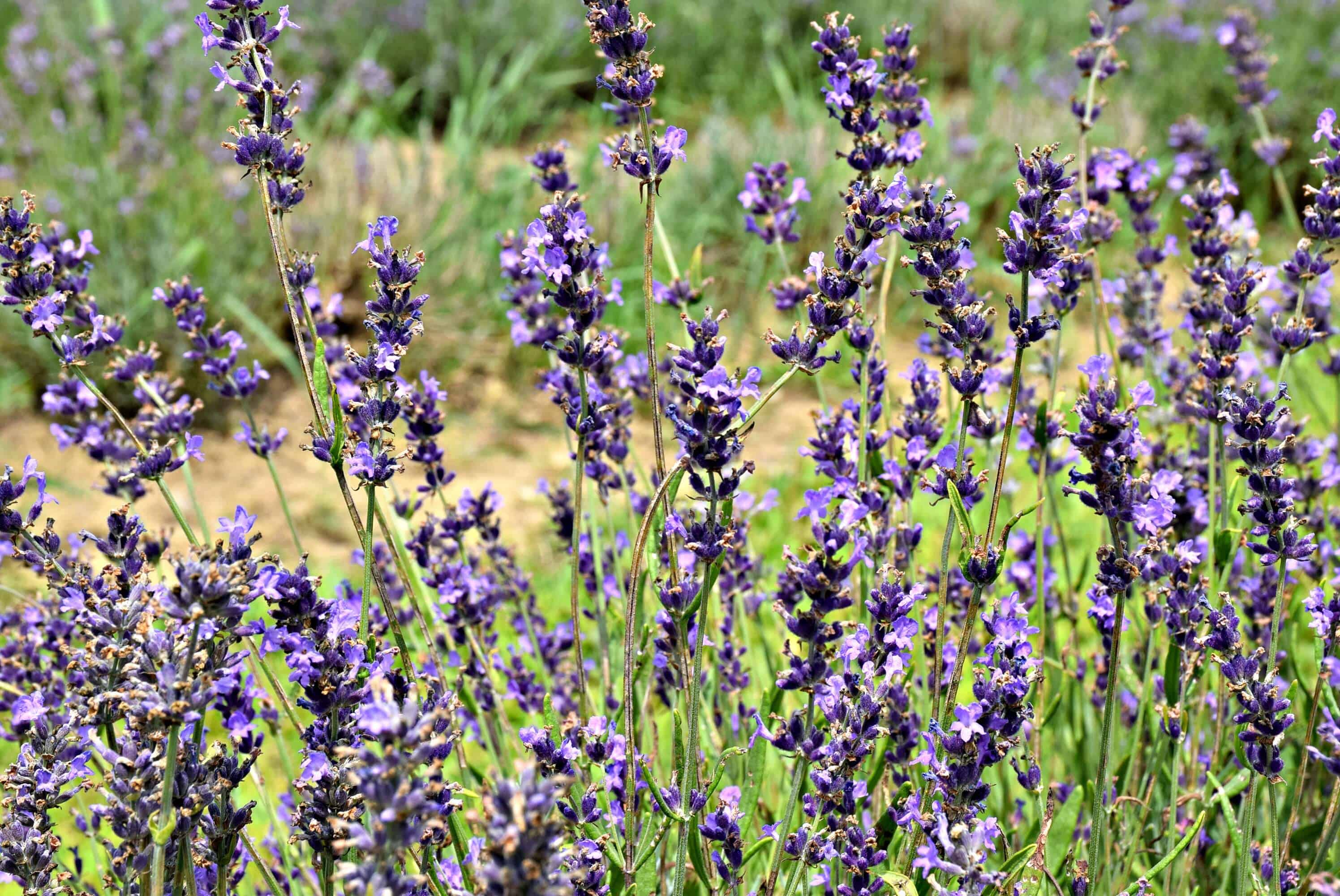 Bleu Lavande, Quebec
