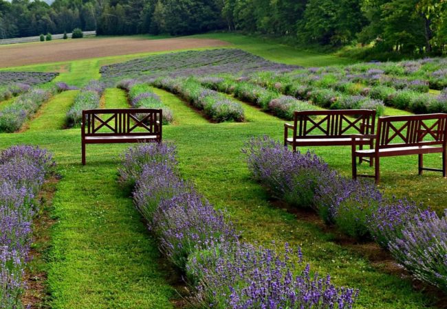 Finding Lavender Bliss in a Surprising Place