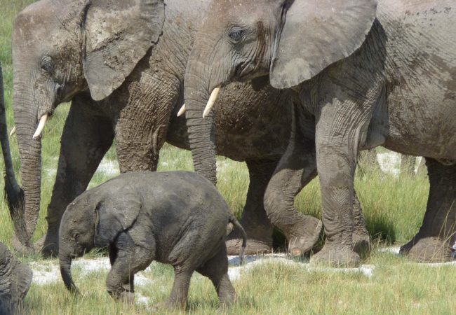 Photos of the Week:  Elephants