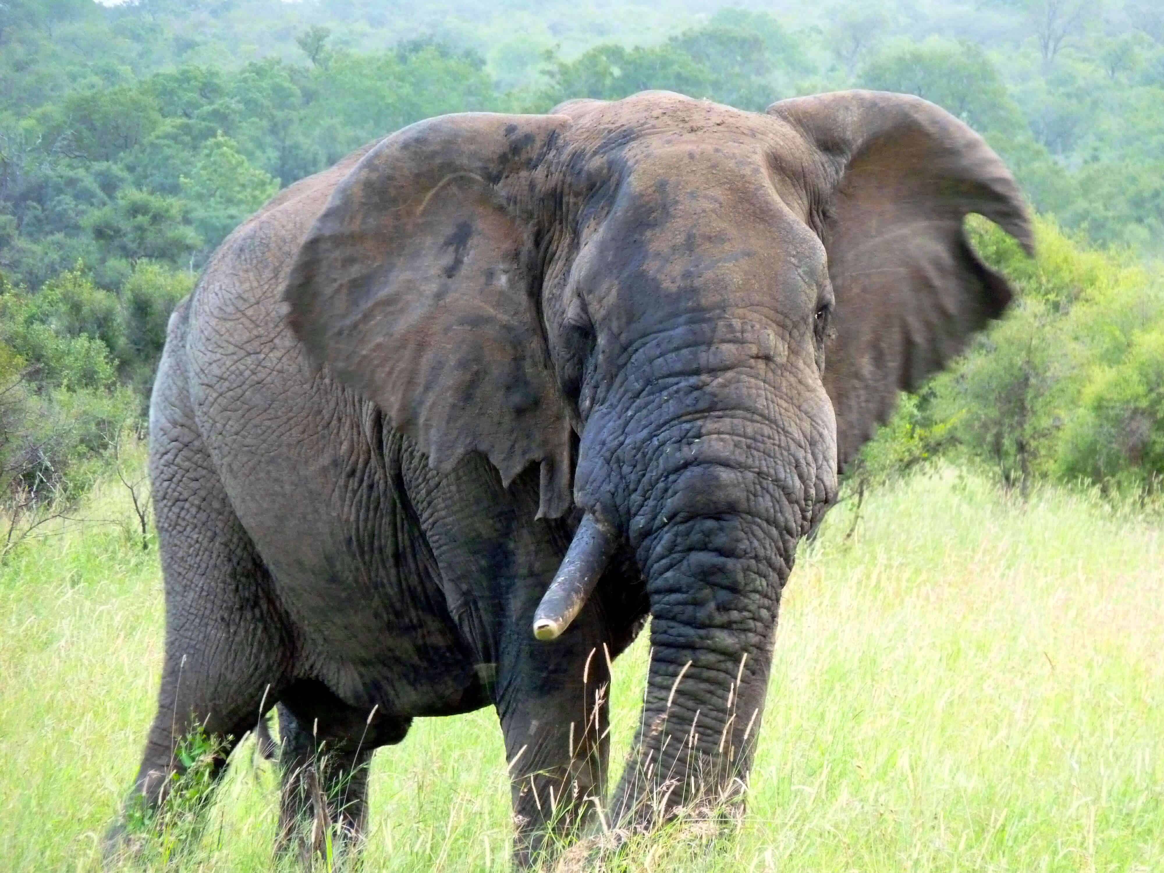 Old elephant