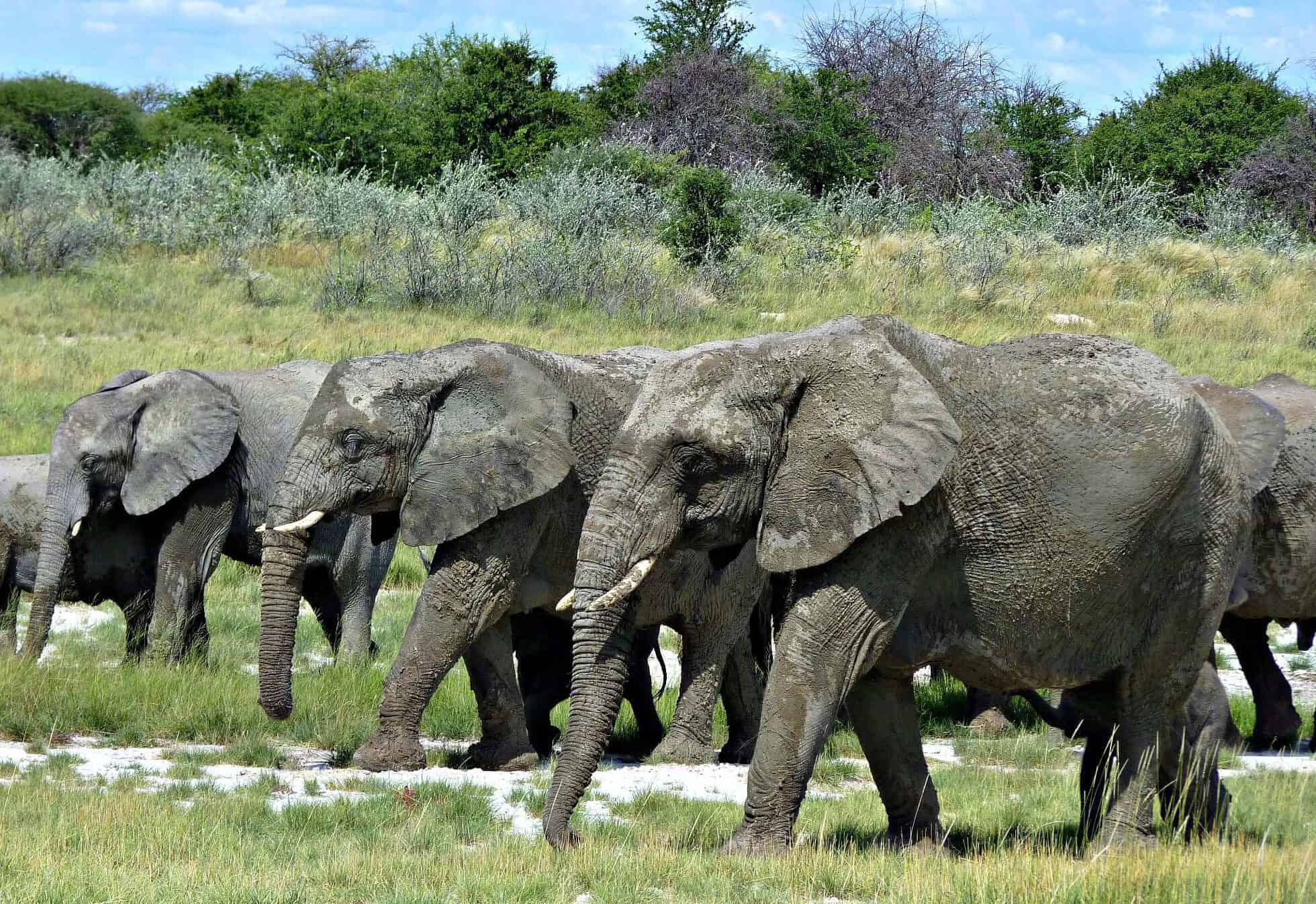 Elephants in a row