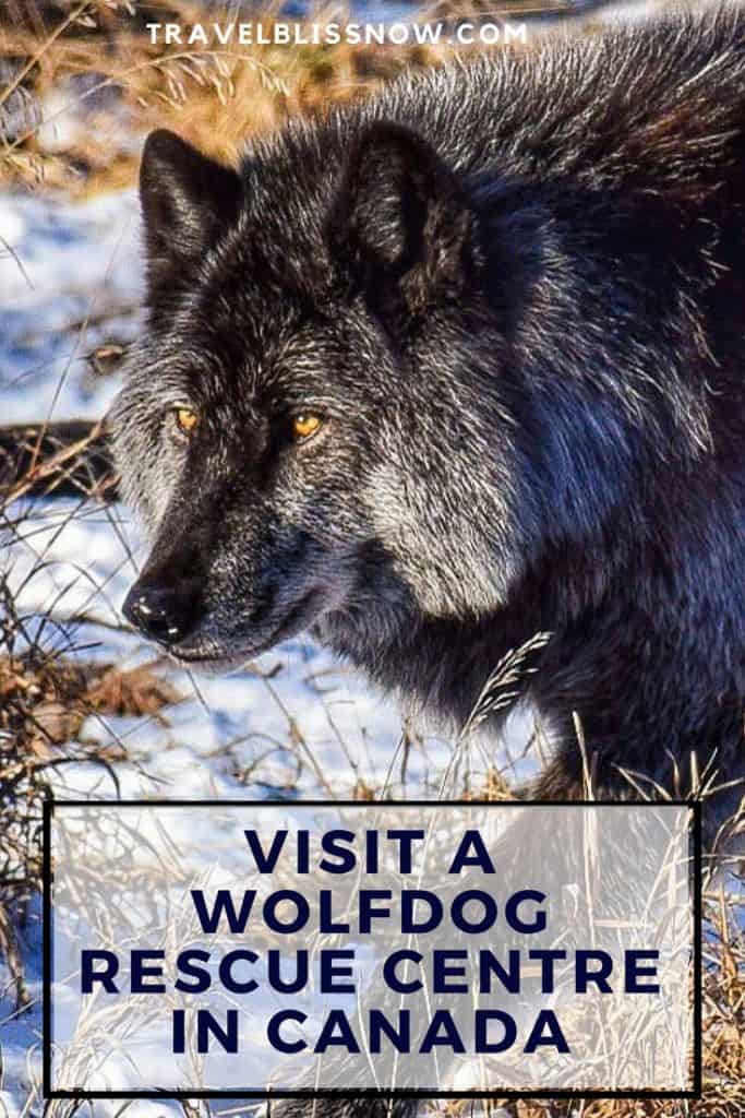wolfdog rescue