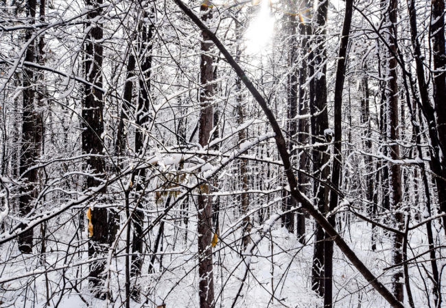 Photos of the Week:  Ice Storm