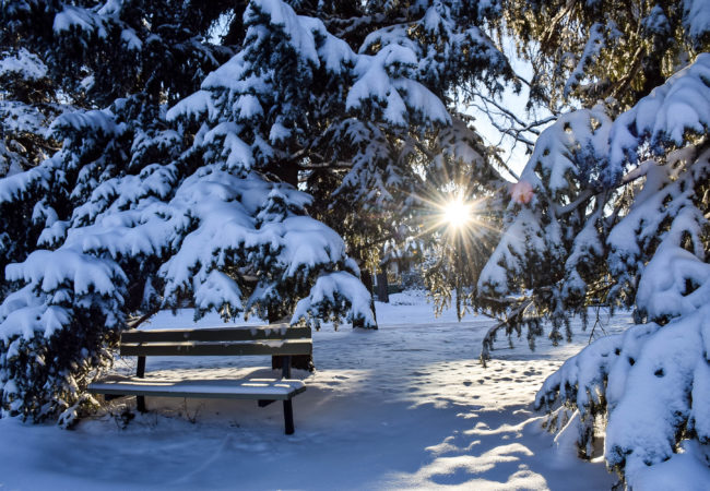 Photo of the Week:  Magical Snow in Calgary