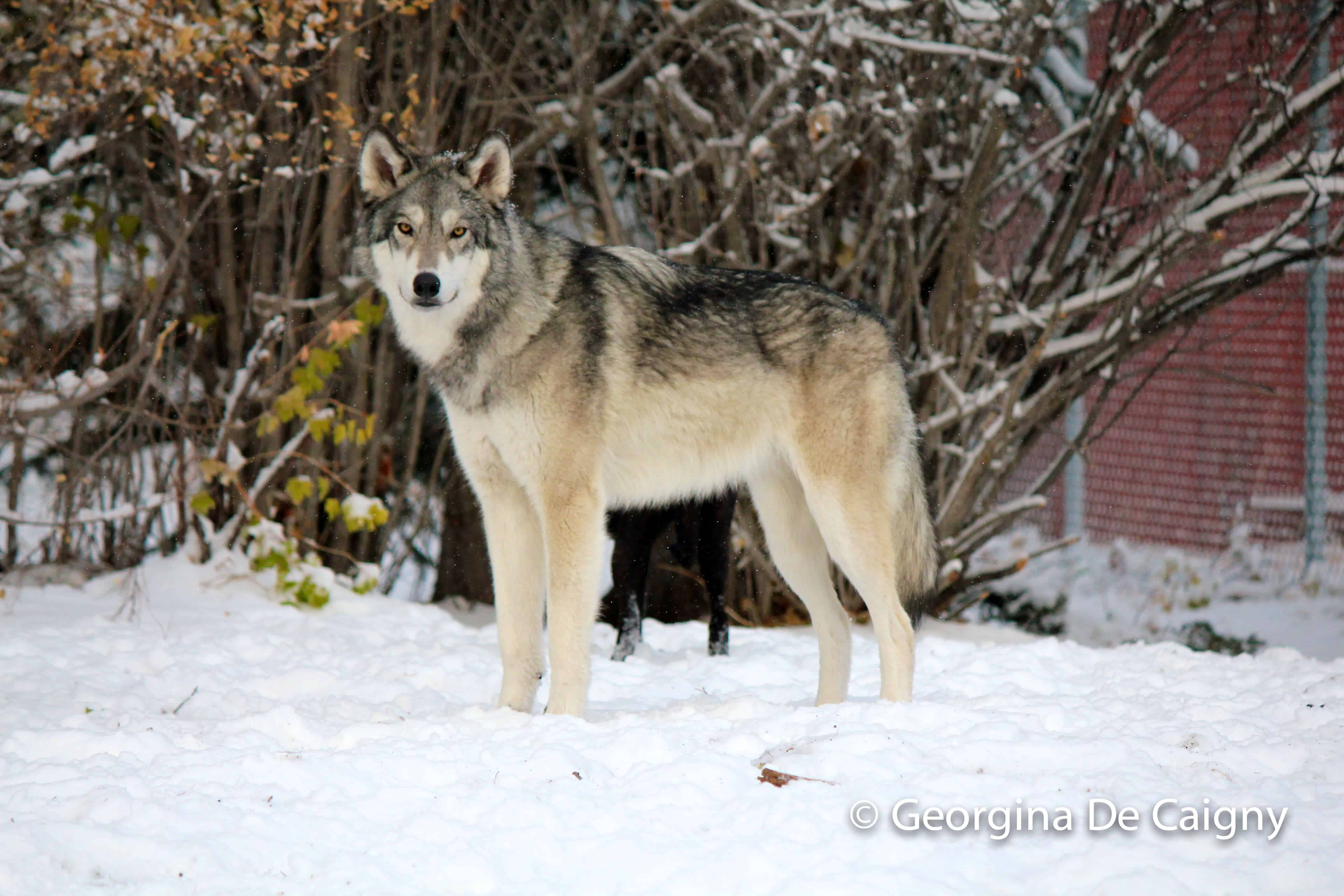 wolfdog rescue