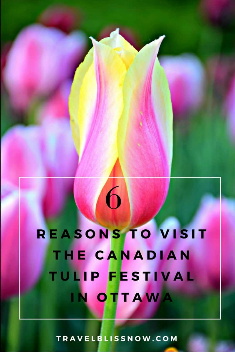 6 REASONS TO VISIT THE CANADIAN TULIP FESTIVAL IN OTTAWA Travel Bliss Now