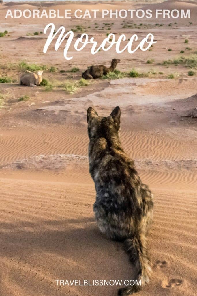 Cats in Morocco