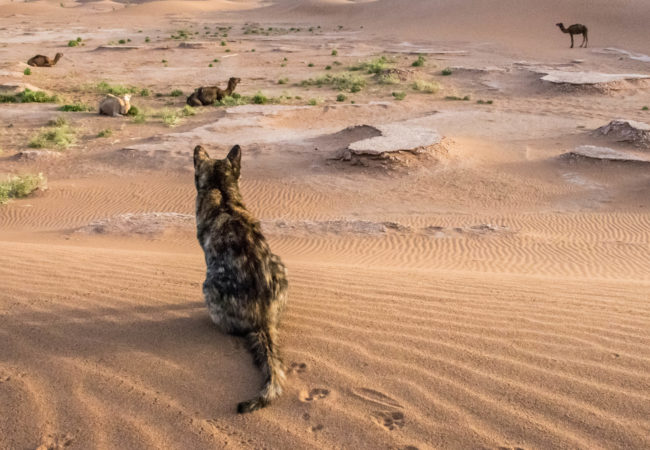 It’s Raining Cats & Cats in Morocco!