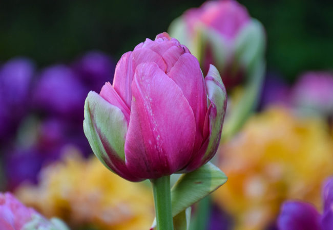 Photos:  Tulips Up Close