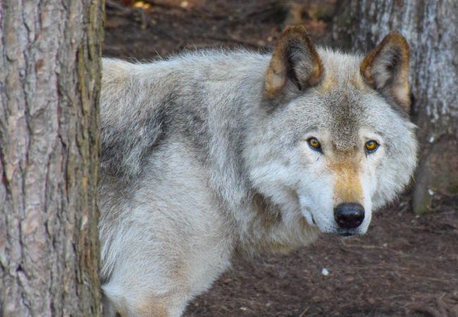 Dancing With Wolves at Parc Omega, Canada