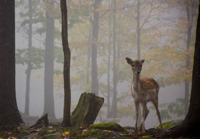5 Reasons For a Fall Visit To This Wildlife Park in Canada
