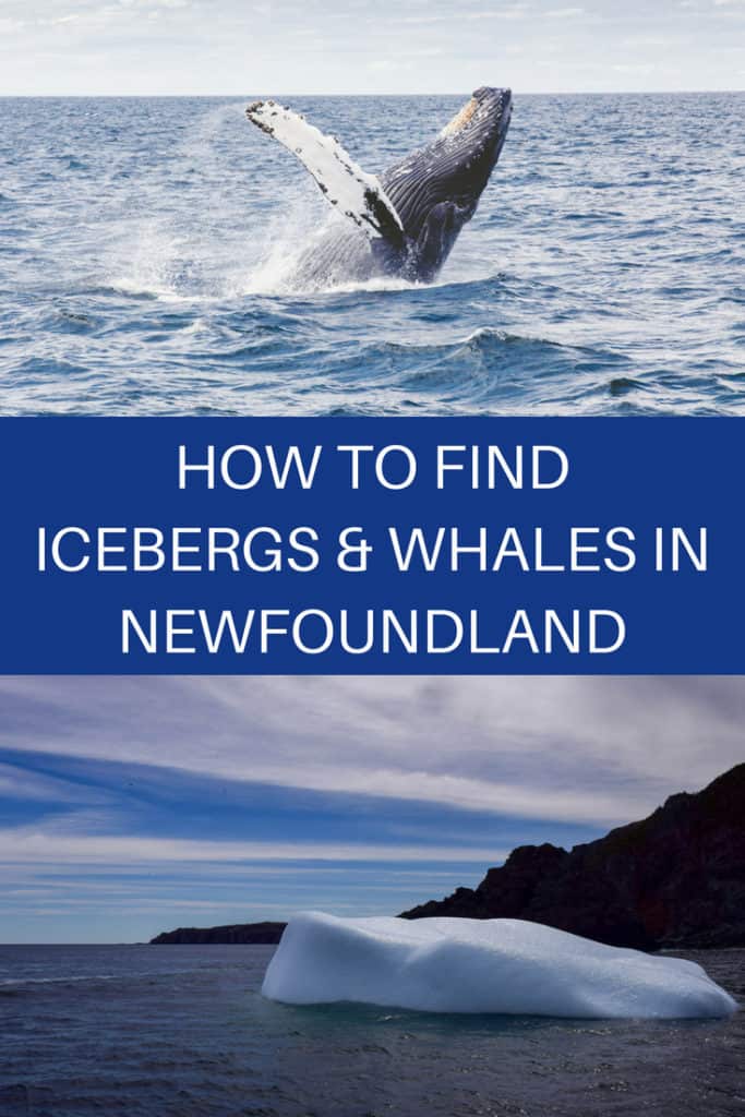 Find icebergs in Newfoundland