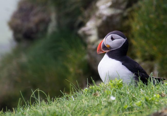 Where To See Puffins in Newfoundland, Canada