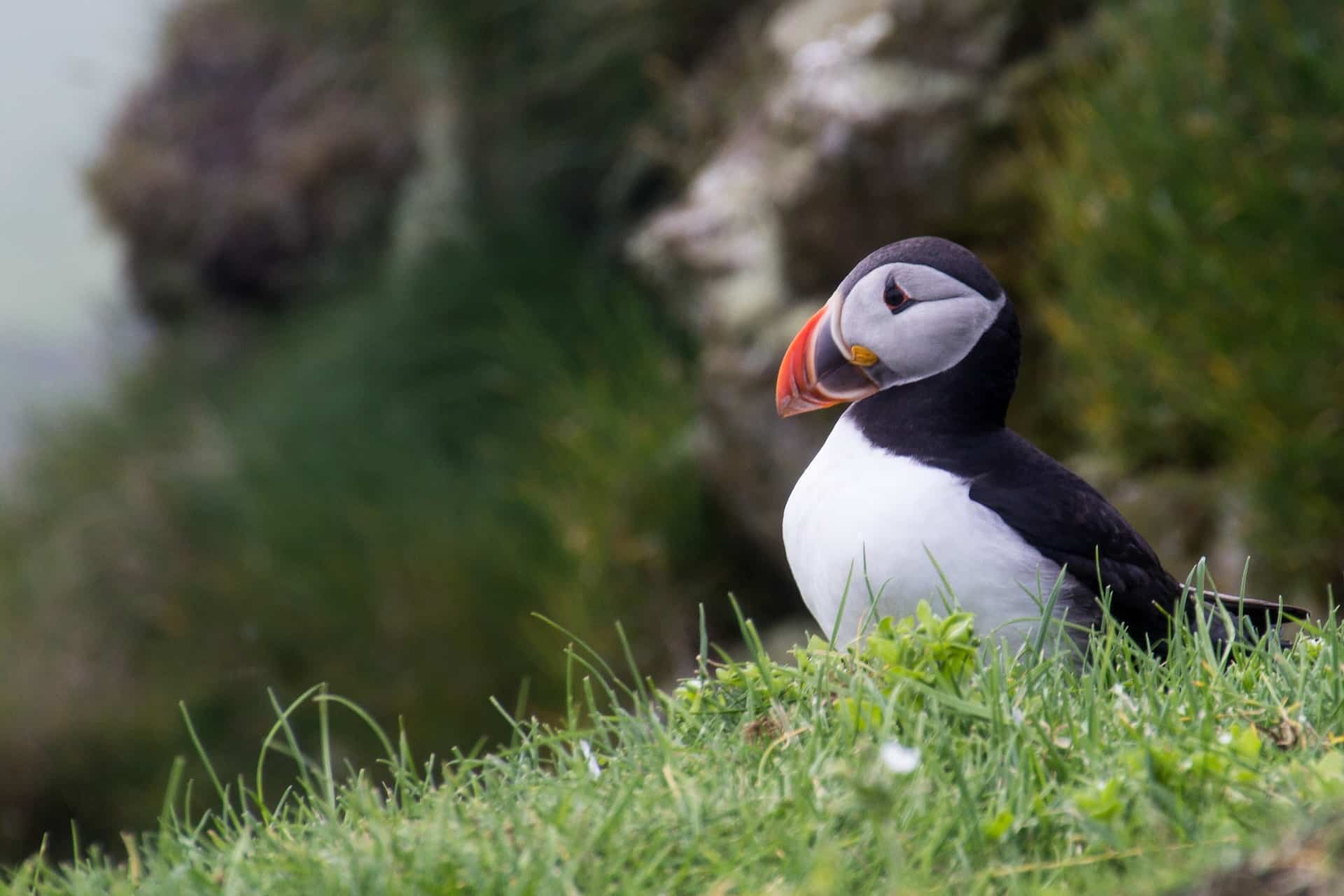 You can go observe the endearing Atlantic puffin, but time may be