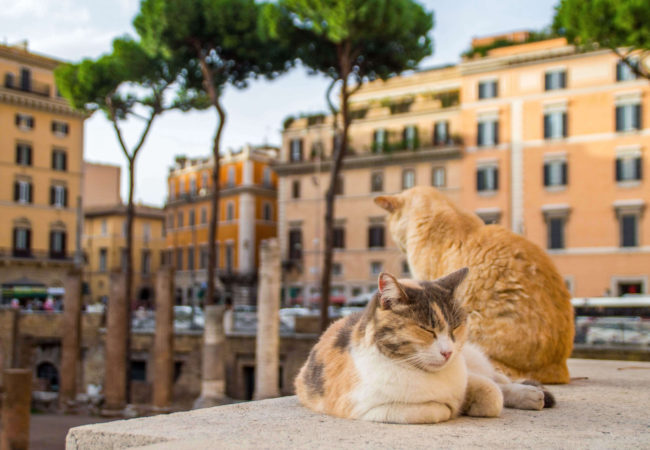 See wild cats roam among the ruins at a cat sanctuary in Rome