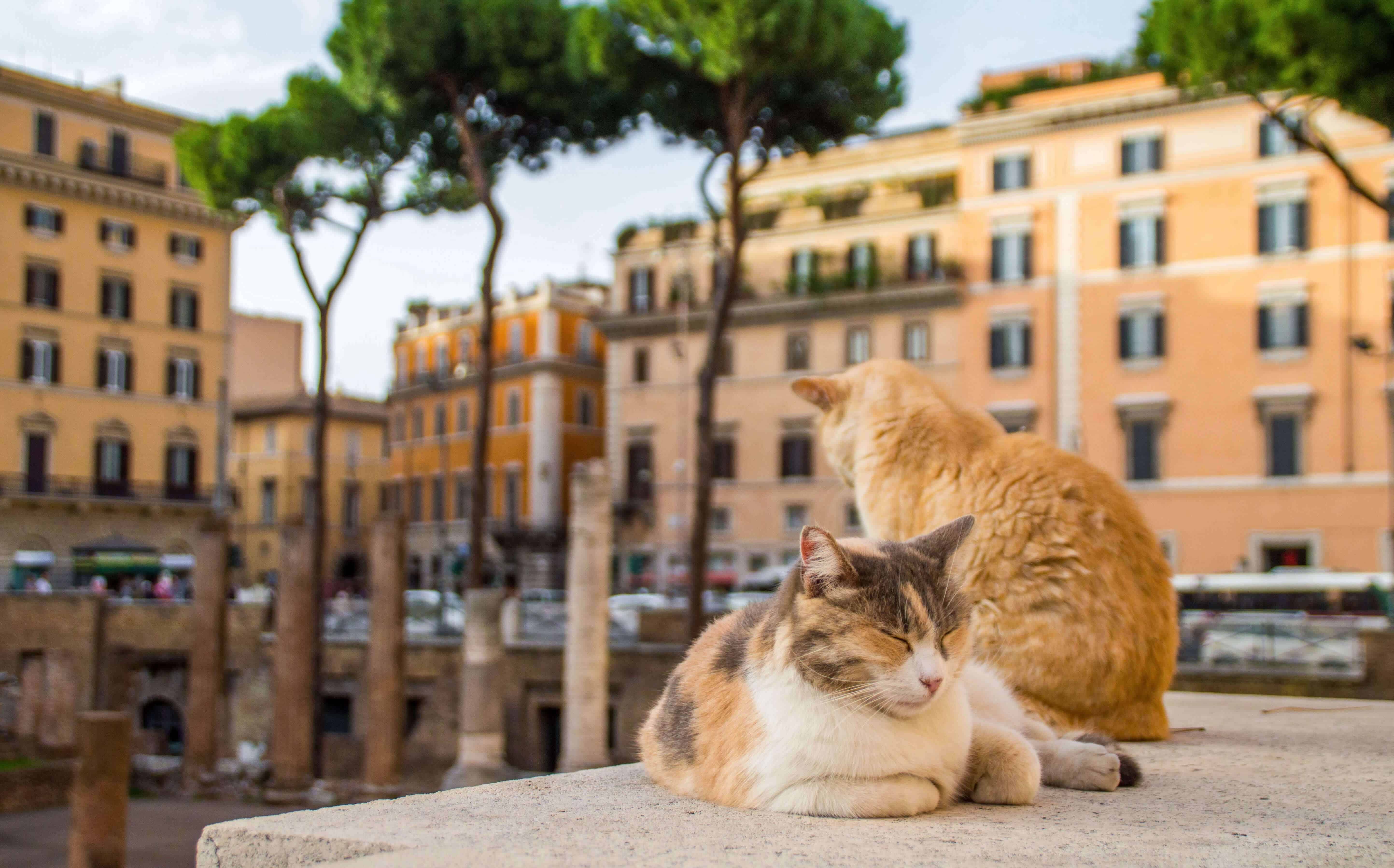 See wild cats roam among the ruins at a cat sanctuary in Rome - Travel  Bliss Now
