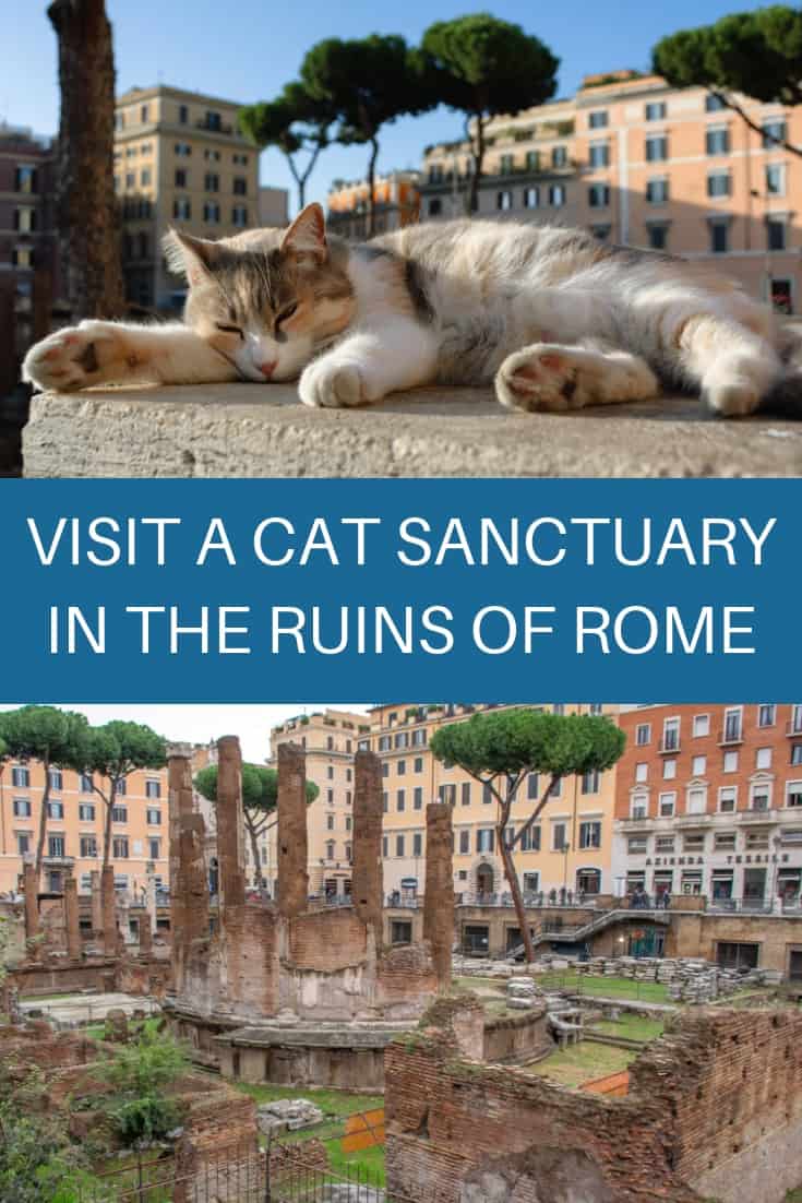 See wild cats roam among the ruins at a cat sanctuary in Rome - Travel ...