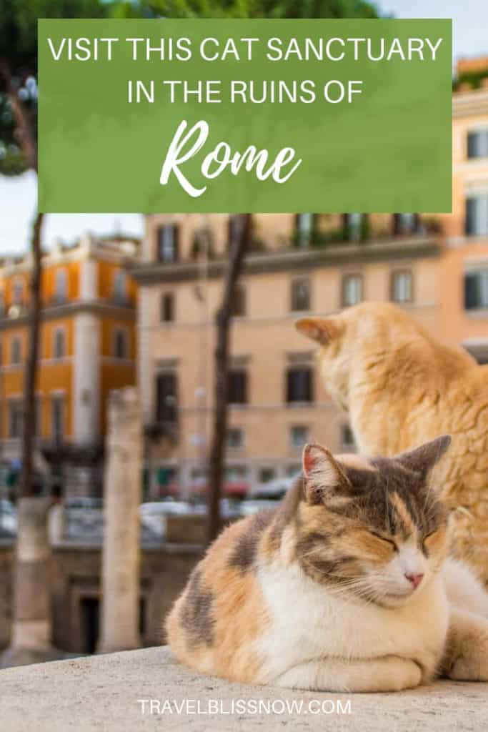 See wild cats roam among the ruins at the Torre Argentina cat sanctuary in Rome.