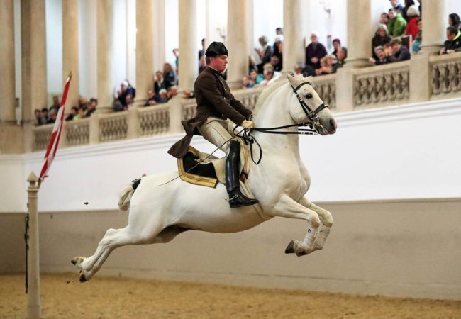 6 Terrific Ways to See the Lipizzaner Stallions of Vienna In Real Life