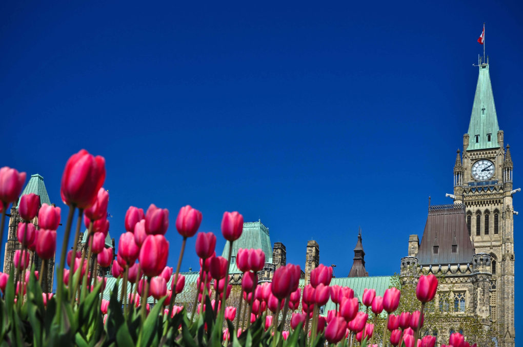 Ottawa Canada Tulip Festival 2024 Lucky Kevina