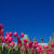 The Canadian Tulip Festival in Ottawa: A 2025 Guide
