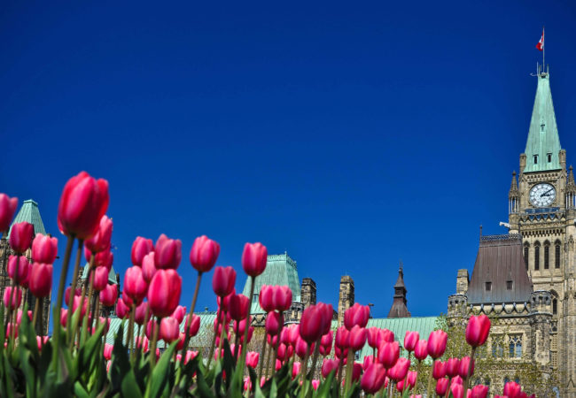 A  Guide to the Canadian Tulip Festival in Ottawa