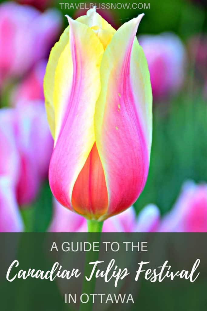 Things to do at the Canadian Tulip Festival