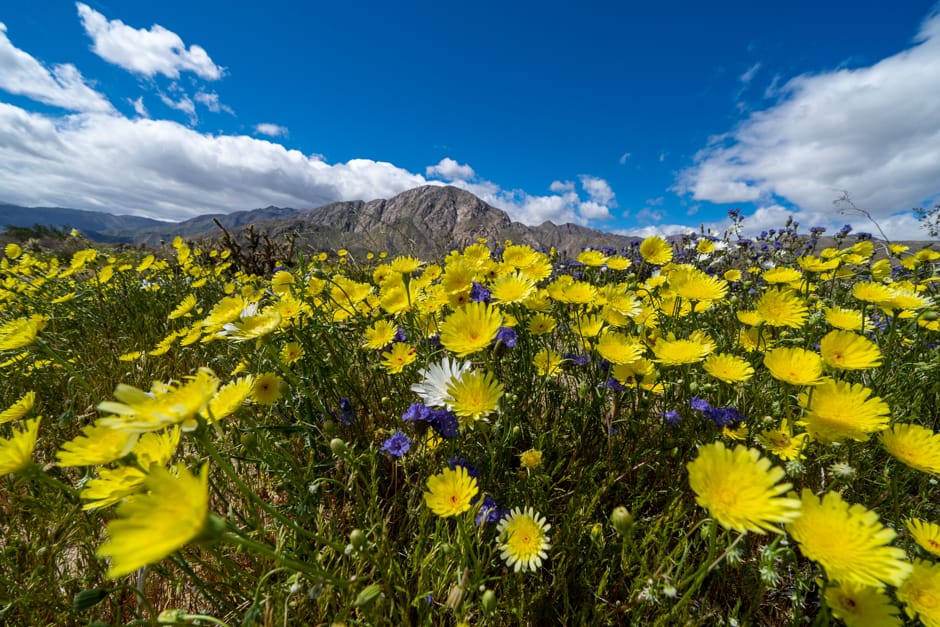 Yellow desert wildflowers in Anza-Borrego Desert State Park, California nature