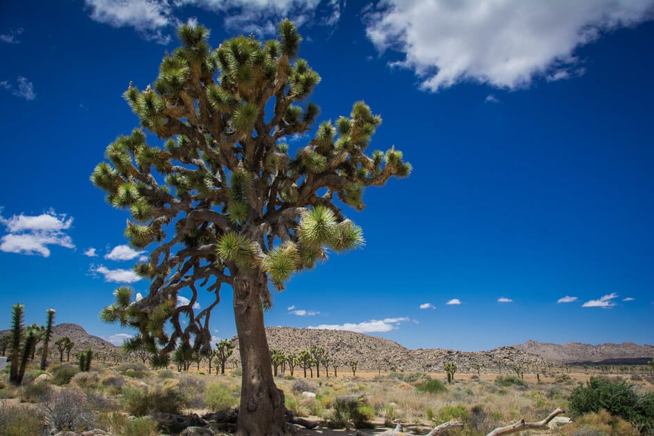 Iconic tree against blue sky in Joshua Tree National Park, classic California scenery