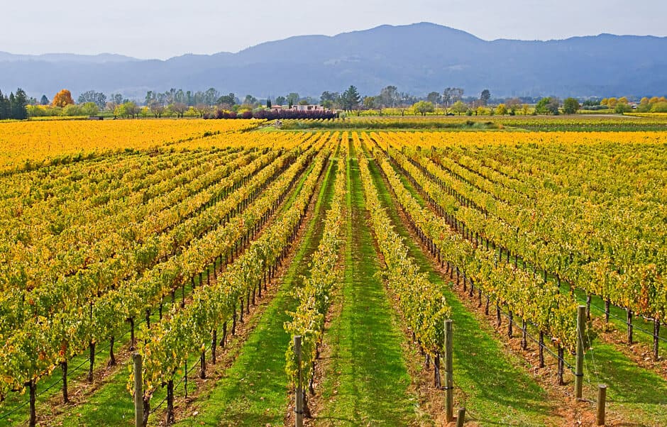 Vineyard turning fall colours, with a mountain in the background, California