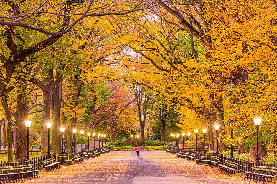 Walkway lined by fall foliage in Central Park, New York