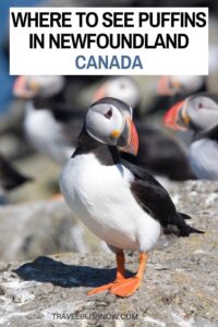 Where and when to see puffins in Newfoundland, Canada, plus tips on puffin tours and where to stay #puffins #Canada #travelblissnow