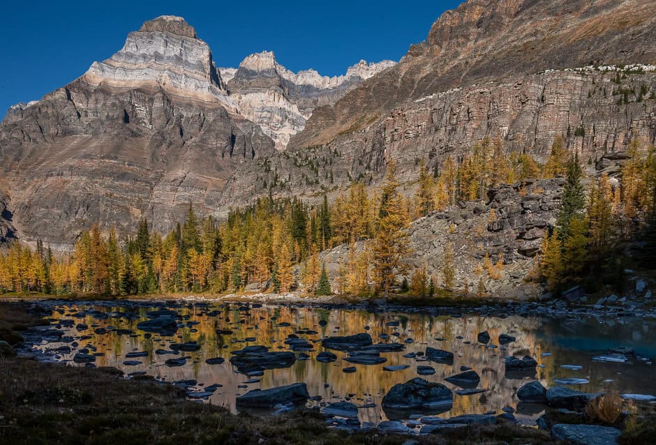 A mountain with fall larch trees reflecting in a stream at Lake O'Hara in Yoho National Park in British Columbia, Canada
